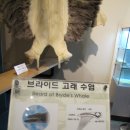 장생포고래박물관 이미지