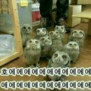 진심족발 Daum카페