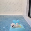 애견펜션하루강아지 | [태안 애견펜션 추천] 더블루네스 후기｜강아지 운동장·수영장·바베큐 애견동반 숙소 🐶