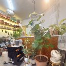 메이리 | 방배동꽃집 추천! 리리프아틀리에 서래마을점에서 아스파라거스 메이리 입양 후기