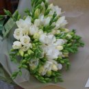 후리지아 이미지