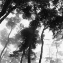 꽃이 피고 비가 내리면 이미지