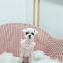 원펫살롱 이미지