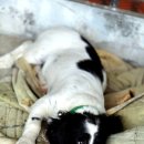 김삿갓농장 이미지