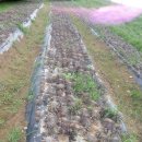 서마루농장 이미지