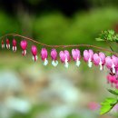 GMW모닝클럽 평생건강지킴이안중센터 이미지