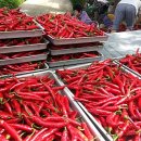 선분농장 이미지