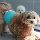 신촌애견미용실 이미지