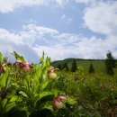 복주머니 이미지