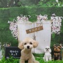 제니펫하우스 이미지