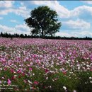 안성만물 이미지