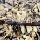 하얀버섯 | 수리아 버섯농장 참송이버섯으로 만든 불고기버섯요리 후기