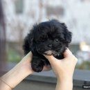 부산강아지분양 미유펫 이미지