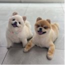 하일동물병원 네이버블로그