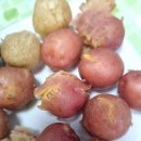 2025 최신 감자 삶는법, 포슬포슬 영양소 보존법 이미지