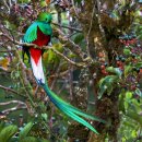 꼬리가 예쁜 새 - 케트살(quetzal).gif 이미지