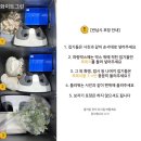 백년떡집 | 아기 백일 셀프백일상차림 대여 바오테이블 인천백일떡
