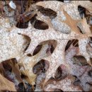 장안삼계탕 이미지