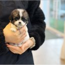 (주)야옹아멍멍해봐펫 이미지