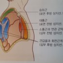 상지선(Arm Lines) 이미지