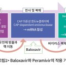 발록사비르 vs 페라미비르 이미지