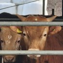 의현목장 이미지