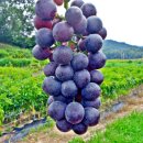 규남농장 이미지