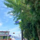 그라치에 이미지