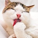 어니스트 동물병원 이미지