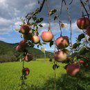 고향풍년 이미지