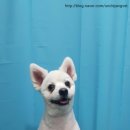 엉클장동물병원 이미지