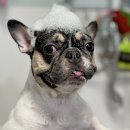 러블리펫샵 이미지