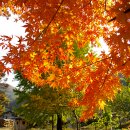 금광농원 이미지