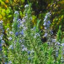 로즈마리 이미지