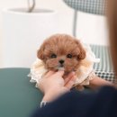 부산강아지분양 미유펫 이미지