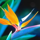 꽃(flower)
