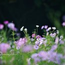 아침이슬 Daum카페
