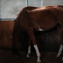 말보르승마장 이미지