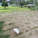펫츠앤드로