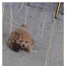 아이러브 애견 이미지