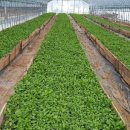 영아민박 이미지