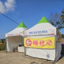 장성옐로우시티 명화푸드 | 전남 10월 가볼만한곳 장성 황룡강 노란꽃 잔치 축제 , 꽃길 열차 오색 꽃 구경 후기