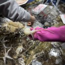 진주네 - 포천시 | 화성 궁평항 수산시장 알쭈꾸미 1kg 시세 🐟 내돈내산 ‘진주네’ 후기 | 새조개 샤브샤브 가격