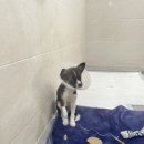 쿠키동물병원 이미지