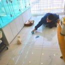 마마스미독 강아지분양 부산덕천점 이미지