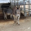 하당농장 이미지