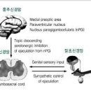 조루증 기준 원인 예방 낫는법 조루 스프레이 이미지