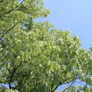 영풍 병산리 갈참나무 Daum카페