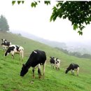 가나안목장 이미지