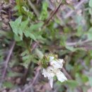 민들래농원 이미지